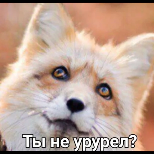 volpe, la faccia di fox, fox fox, belle volpi, fox fox fox