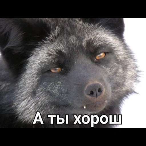 silver fox, black fox, black-brown fox, black cunning fox, black fox arctic fox