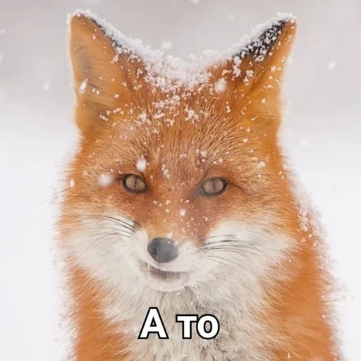 fox, fox, fox fox, budkov fox, the fox is cunning