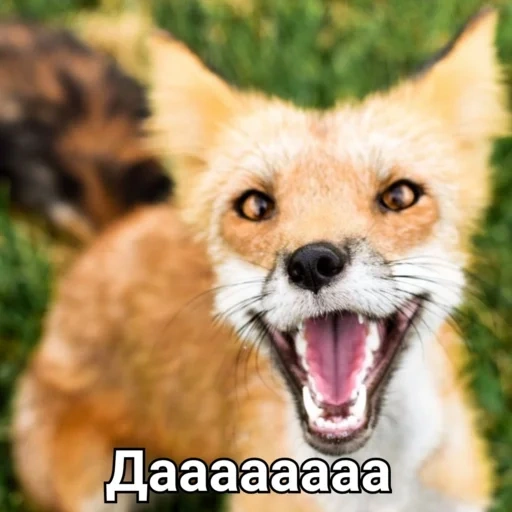 fox, fox fox, a raposa sorriu, raposa engraçada, rir raposa