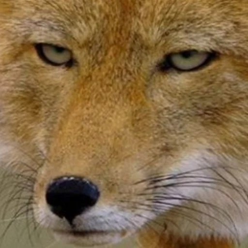 fox, fox fox, tibetan fox, tibetan fox, the tibetan fox nicolas cage
