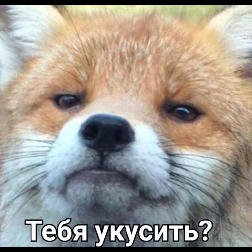 fox, fox, fox fox, fyr fyr the fox, funny fox