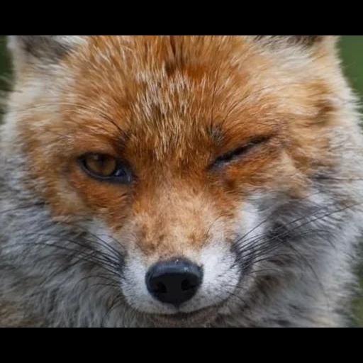 fox, red fox, the fox is cunning, fox face, the fox's cunning muzzle