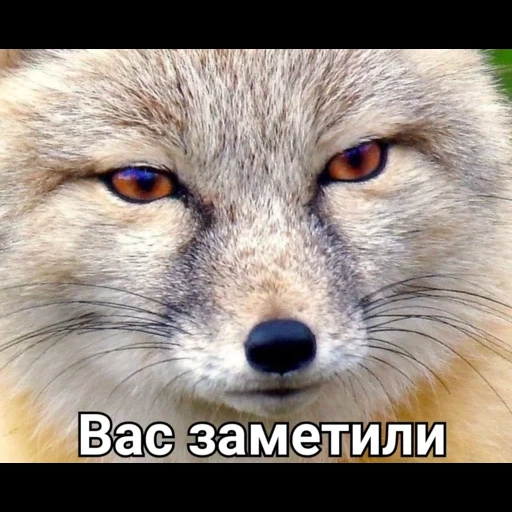 volpe, gli occhi della volpe, fox fox, corsac, steppa fox