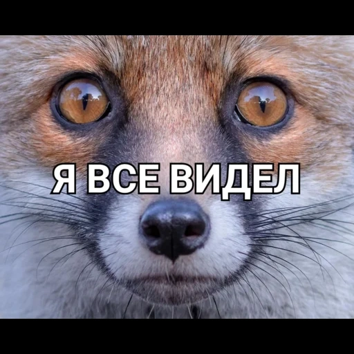 fox, fox's eye, fox's eye, face fox, animals are cute