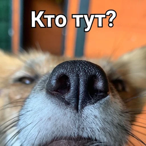 fox, dog, fox nose, animals, animal muzzle