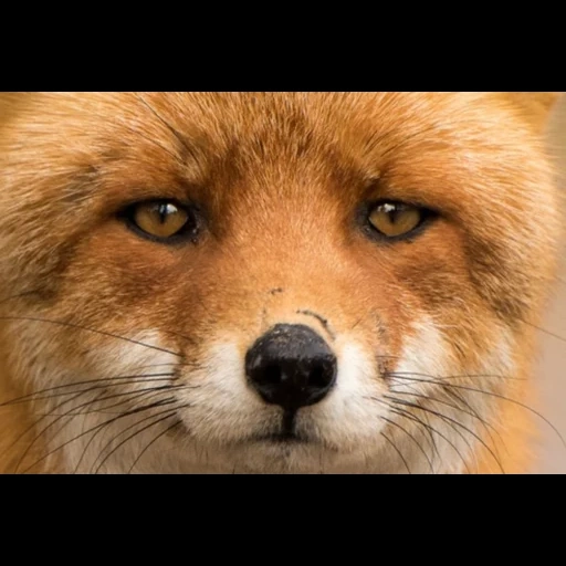 fox, fox zorro, cara de zorro, cara de zorro, fox rojo