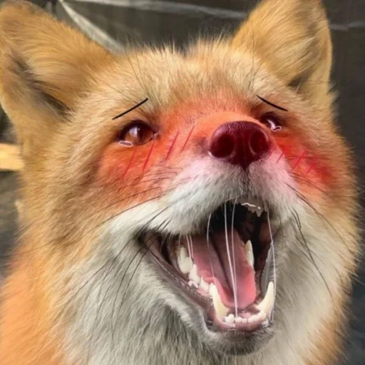 rubah, fox fox, mulut rubah, fox fierce, rubah itu menyeringai