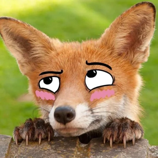 fox, fox, fox, fox fox, a sly fox