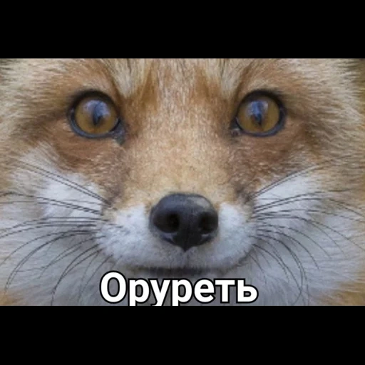fox, fox's eye, face fox, animals are cute, smoked fox