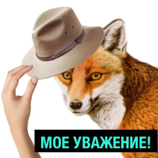 rubah, rubah, fox fox, moncong fox, moncong fox