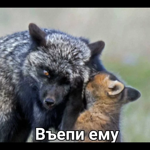 il lupo lupo, volpe nera, kyla silverfox, cub di animali, black burka red fox love