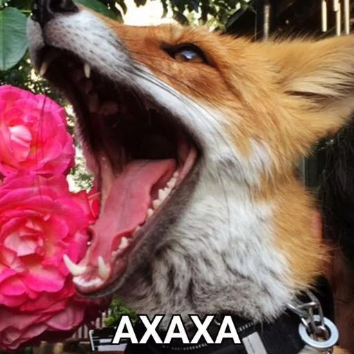 fox, fox, animal, boca de zorro, feliz zorro