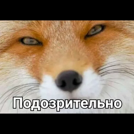 rubah, fox fox, fox mord, fox fox, rubah itu licik