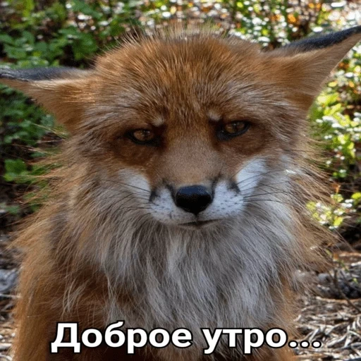 fox, fox, animals, the fox is cunning, the fox turned around