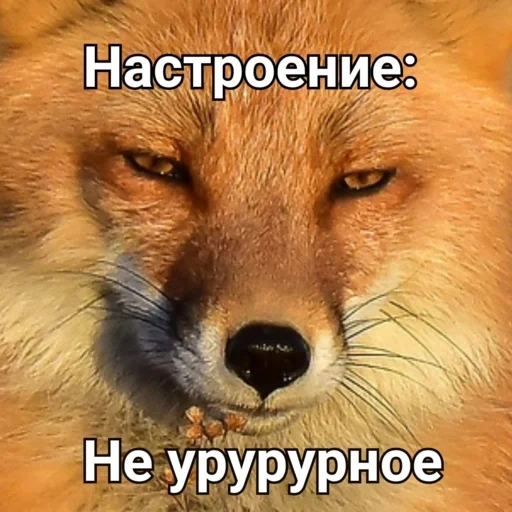 fox, fox, rosto de raposa, o focinho da raposa, o olhar da raposa