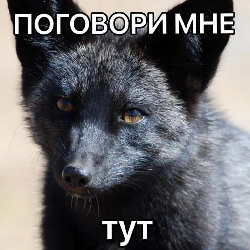 fox, wild fox, grey fox, black fox, black-brown fox