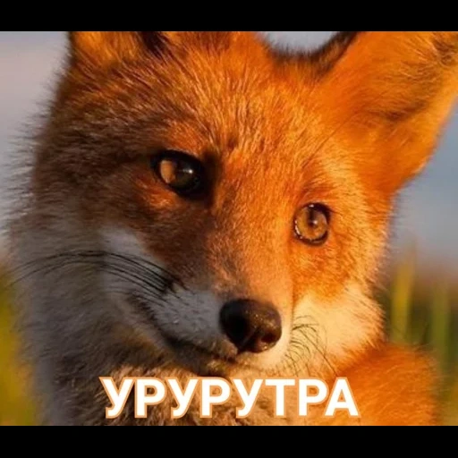 fox, fox fox, fox's eye, fox face, the fox is cunning