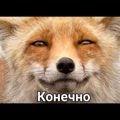 fox, fox, fox fox, face fox, the cunning appearance of a fox