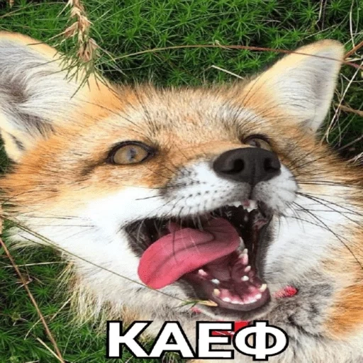 fox, fox fox, dentes de raposa, raposa engraçada, raposa engraçada