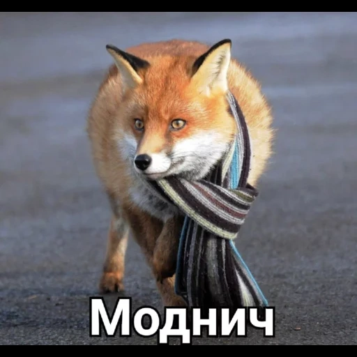 fox, fox fox, raposa vermelha, raposa engraçada, a raposa é fixe