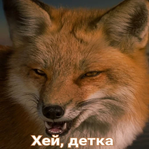fox, fox fox, a raposa sorriu, fox, cabeça de raposa