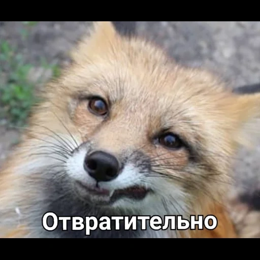 fox, fox, fox fox, fox face, a sly fox