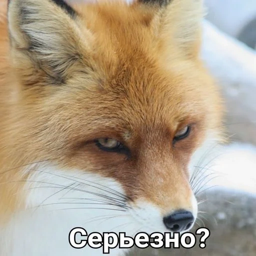 fox, fox, fox fox, lovely fox, the fox is cunning
