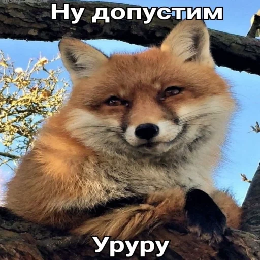 fox, fox, fox, fox fox, the fox is cunning
