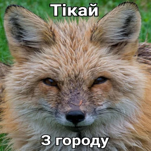 fox, fox fox, red fox, face fox, disgruntled fox
