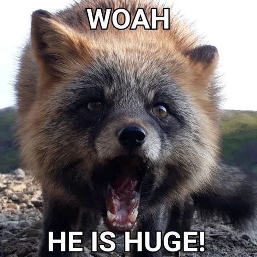 fox, animals, raccoon dog, animals are cute, wolverine smiled