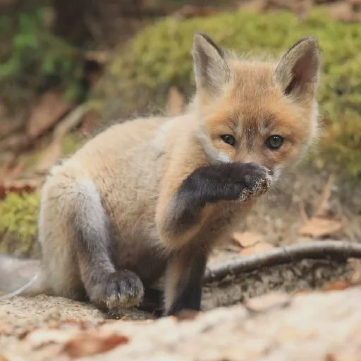 fox, fox, fox fox, milotta the fox, little fox