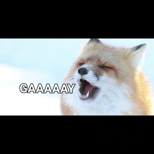 fox, fox, riso da raposa, fox, a raposa ri