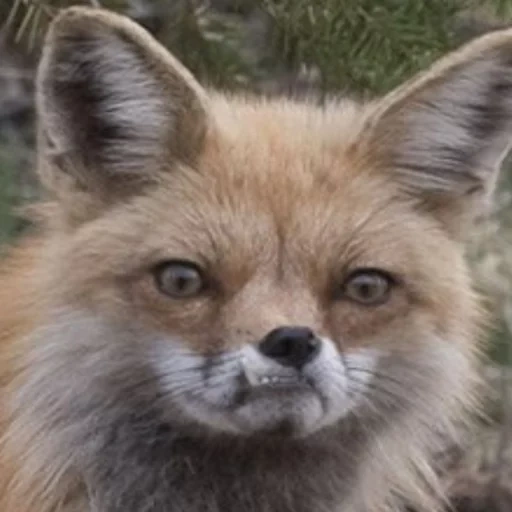fox, fox zorro, mejilla de zorro, fox somnoliento, fox insatisfecho