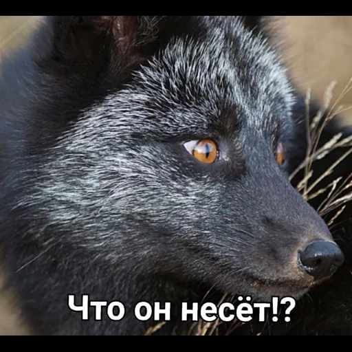 fox black, black fox, black-brown fox, black-brown fox, black-brown white fox