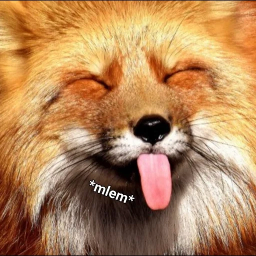 fox, a raposa está rindo, raposa estúpida, raposa na língua, fox