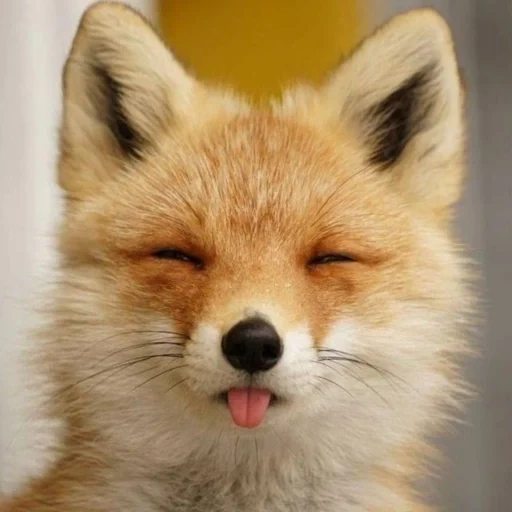 fox, fox, fox fox, fox fox, the fox is furry