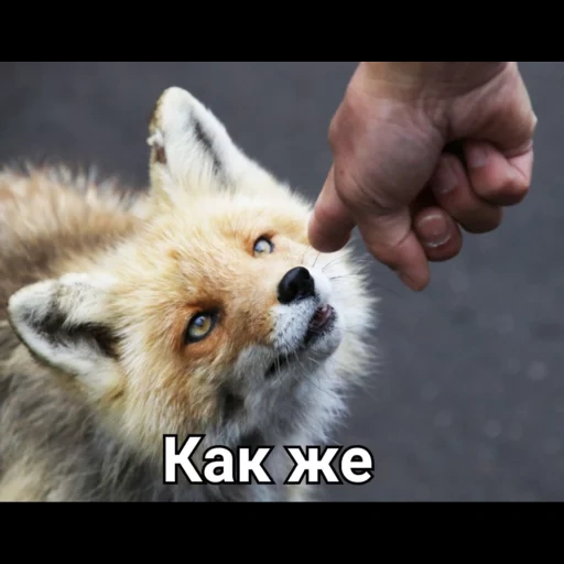 fox, a fox bite, fox coos, fox fox, fox's mouth