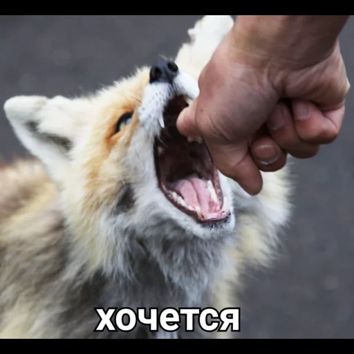 a fox bite, the laughter of the fox, fox's mouth, rabies fox, fox rabies