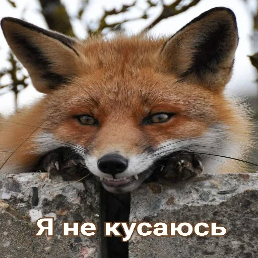 fox, fox, fox fox, raposa vermelha, fox