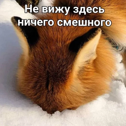 fox, fox, fox, fox, animal fofo