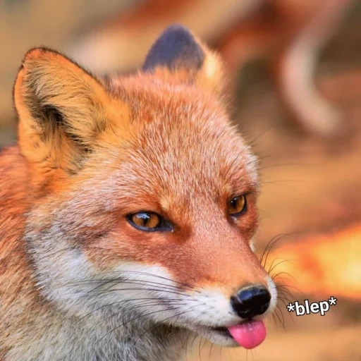 rubah, fox fox, fox mord, rubah merah, wajah rubah