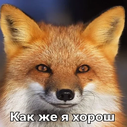 fox, fox, evil fox, fox fox, red fox