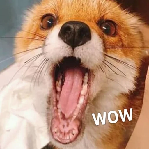 fox, fox fox, dentes de raposa, fox, raposa sorri