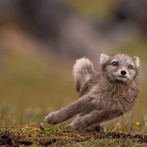 fox ártico, fox zorro ártico, zorro ártico gris, fox ártico de verano, zorro ártico animal