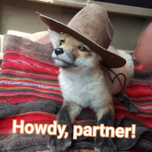 anjing, topi rubah, topi rubah, doge cowboy, hewan lucu