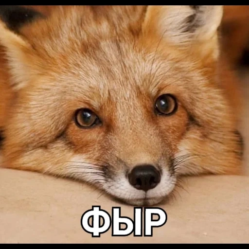 fox, fox fox, fox face, fox face, beautiful fox