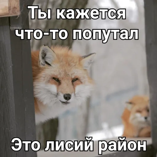 fox, fox fox, fox face, fox fox, the fox is cunning