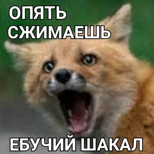 fox, raposa má, fox fox, raiva raiva, animal fofo