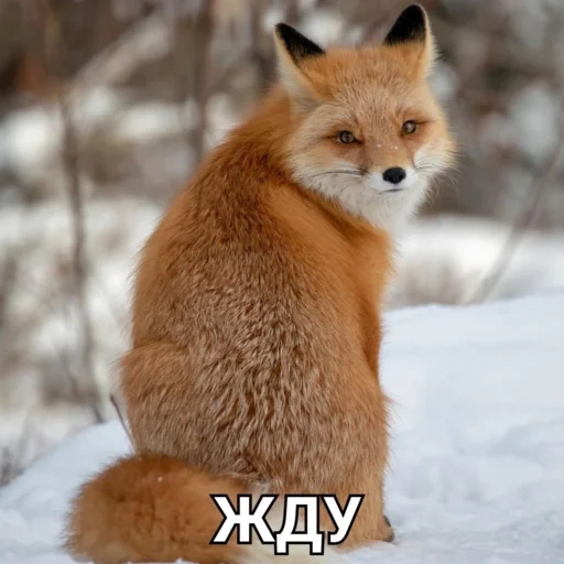 fox, fox, red fox, fox red, common fox red fox